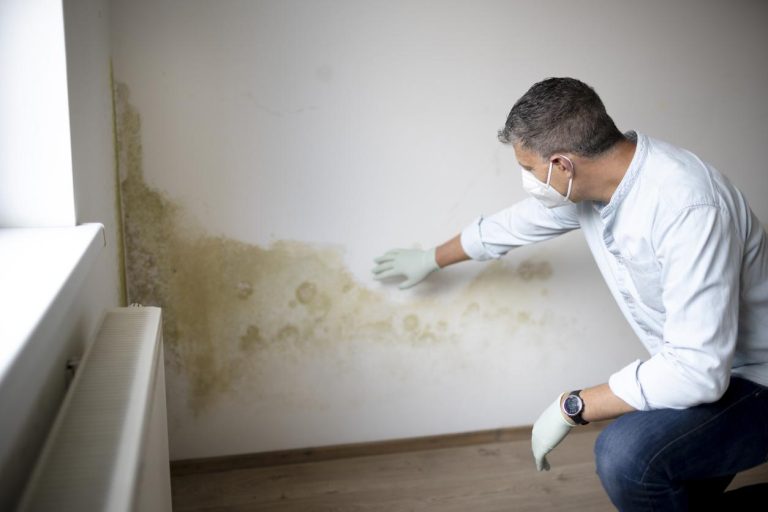 Understanding Mold Removal: Protecting Your Home and Health